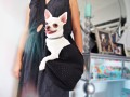 torba listonoszka Sara, torba dla Chihuahua, Lauren design 4.jpg